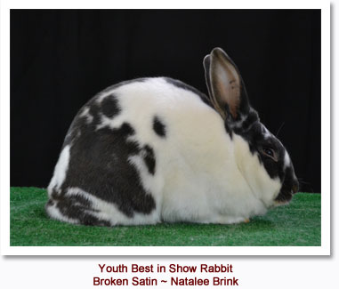 Best in Show Youth Rabbit - Broken Satin - Natalee Brink