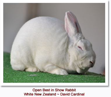 Best in Show Open Rabbit - White New Zealand - David Cardinal