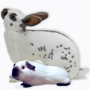 Blue English Spot with Himalayan Cavy